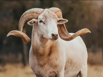 a ram with long horns standing in a field at Cozy Farm Stay for Two in Three Rivers