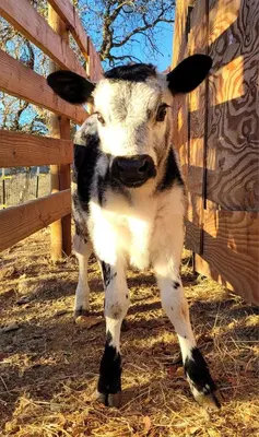 a black and white cow standing next to a fence at Cozy Farm Stay for Two in Three Rivers