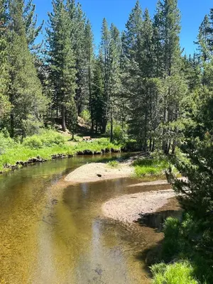 a river with two horses in the middle of a forest at Cholula Chalet 811C in South Lake Tahoe