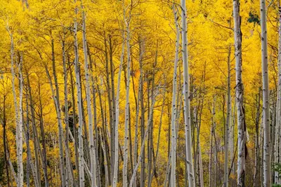 a group of aspen trees with yellow leaves at The Westlands Lodge 1135AC in South Lake Tahoe