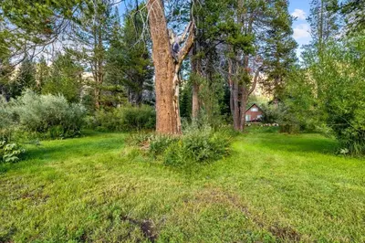 a tree in a field with a house in the background at 2782B Tahoe River Chalet in South Lake Tahoe