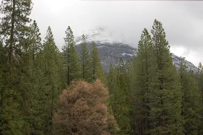 a mountain in the middle of a forest of trees at 68 Wawona Dome View in North Wawona
