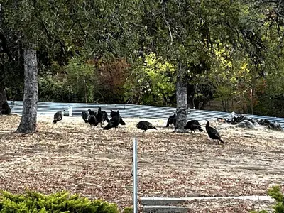 a group of birds standing in a field at 10-acre Forest Villa, Single Floor, Hot tub, Patio in Oakhurst