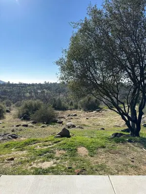 a tree in the middle of a grassy field at Rocky Ridge Cabin Yosemite in Coarsegold