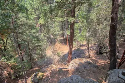 a dirt trail in a forest with trees and rocks at The Tree House in Wawona