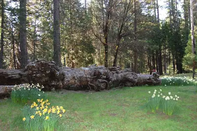 a fallen tree in the middle of a field with flowers at River Song in Wawona