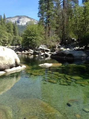 a stream of water with rocks and trees at Grant's Camp in Wawona