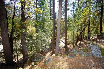 a wooded area with rocks and trees and trees at Edmond's Place in Wawona