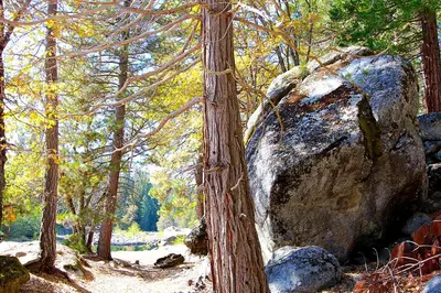 a tree next to a large rock in a forest at Edmond's Place in Wawona