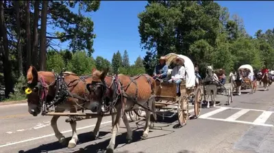 a group of people riding in a horse drawn carriage at Groovy Cabin in the Woods in Pollock Pines