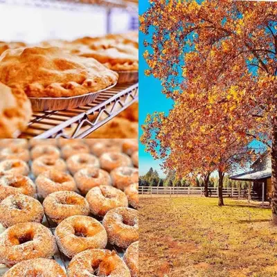 a collage of two pictures of donuts and a tree at Groovy Cabin in the Woods in Pollock Pines