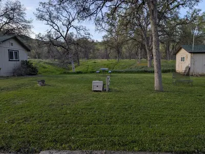 a dog standing in a yard next to a tree at Squaw Valley Motel Room #1 in Squaw Valley