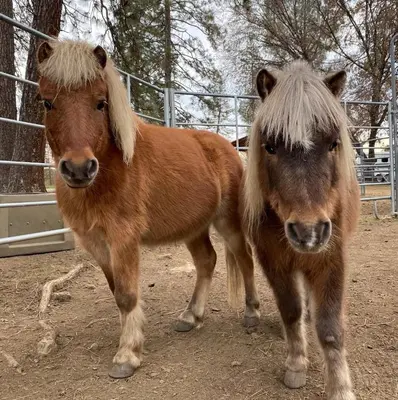 two brown horses standing next to each other at Luxurious Yosemite Pines Lodge, Pool, Spa, Ponies, Views in Mariposa