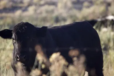 a black cow standing in a field of grass at Luxury Design Rental with Breathtaking Mountain Views in Lone Pine, California in Lone Pine