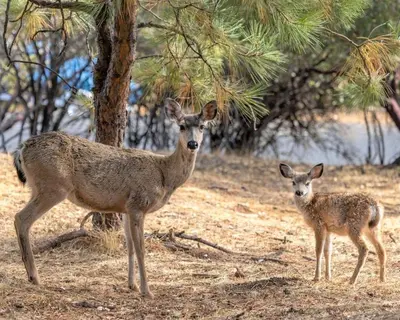 two deer standing in a field next to a tree at Whispering Pines Retreat home in Groveland