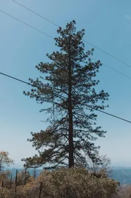 a pine tree on top of a hill at Secluded rustic 2-bedroom cabin on private land in Miramonte