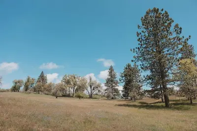 a tree in a field with trees in the background at Secluded rustic 1-bedroom cabin on private land in Miramonte
