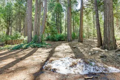a forest with trees and a pile of snow on the ground at Stay Near Big Trees, Bring Your Pets Arnold Cabin in Arnold