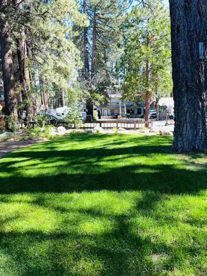 a green lawn with a tree in a park at CYH1281- Tahoe Acres home in South Lake Tahoe