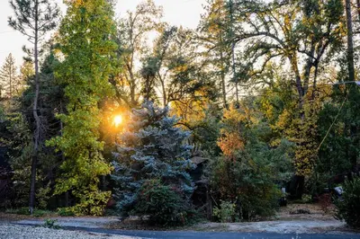 a christmas tree in the middle of a forest at Modern 2 Bedrm Kids, Dog, Hot Tb, Game Room, 9 min Bass Lake in Oakhurst