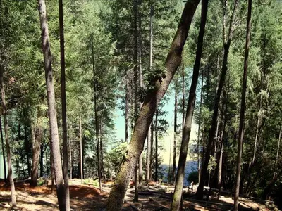 a group of trees in a forest at Stunning and Secluded Lakeside Getaway in the Grass Valley of California in Grass Valley
