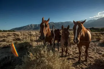 a group of horses standing behind a barbed wire fence at Stunning Lone Pine Accommodation for Romantic Getaways in California in Lone Pine