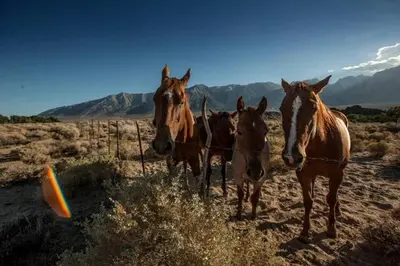 a group of horses standing next to a fence at Amazing Lone Pine Cabin for Glamping in California in Lone Pine