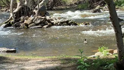a duck swimming in a stream of water at Sequoia Arquitectural Wonder with Hot Tub & Views in Three Rivers