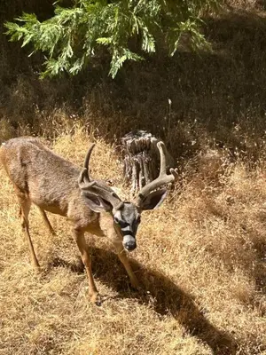 a deer with horns walking in the grass at Serenity View, Peaceful & Cheerful 3BD Cabin in Groveland