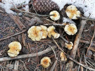 a group of mushrooms and a pine cone on the ground at Hyphen 5-bedrooms rental, private beach, filtered view in Tahoe City