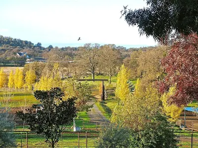 a bird flying over a field with trees at Quiet Cottage Rental for Two in Horse Country near Yosemite National Park Gateway, California in Catheys Valley