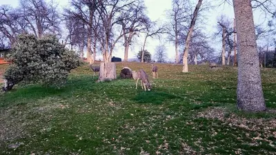 a group of animals grazing in a field with trees at Green Meadows at Sky Ranch, 13 miles from Yosemite in Oakhurst