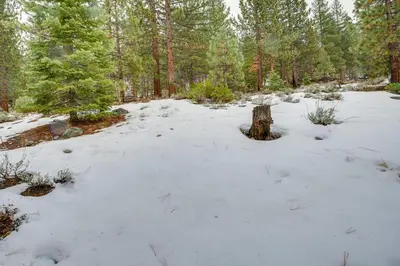 a tree stump in the snow in a forest at Backyard Forest Retreat in South Lake Tahoe