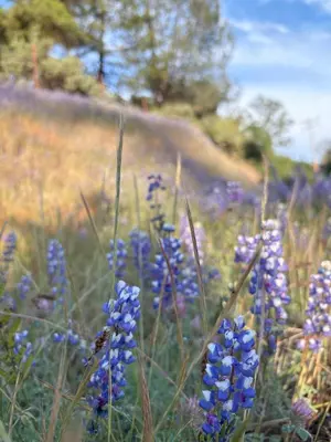 a field of purple flowers with a bee on them at The Mountains are Calling - Private, Guesthouse Retreat near Yosemite in Ahwahnee