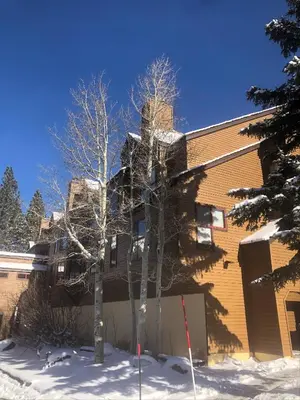 a house in the snow with trees in front of it at Aspen Creek #114 Near Year-Round Activities in Mammoth Lakes
