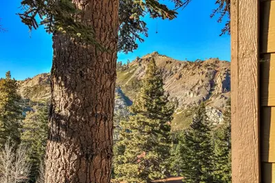 a large tree with a mountain in the background at Alpine Meadows Peak 15 Min to Commons Beach in Alpine Meadows