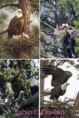 a collage of pictures of an eagle sitting in a nest at Private Lakeview Yosemite Full House El Capitan with Panoramic Sauna, Seasonal HotTub, WiFi in Groveland