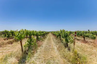 a row of grape vines in a field at 8 Mi to Lodi Lake Luxe Home with On-Site Vineyard in Acampo