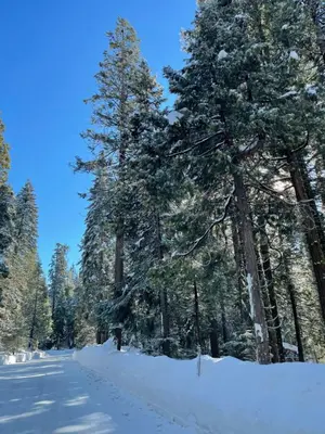 a snow covered road in a forest with trees at Bear Meadow Cabin at Shaver Lake in Shaver Lake
