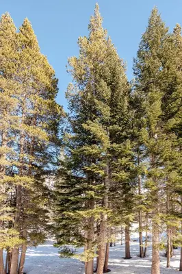 a group of pine trees in the snow at Super-Efficient Studio with Full Kitchen Balcony & Smart Sleeping Options in Kirkwood