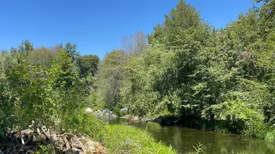 a river with trees on the side of it at Grand Riverside Retreat - Private Walkway to the River in Three Rivers
