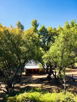 a group of trees in front of a building at Apple Valley Cabin in Sonora