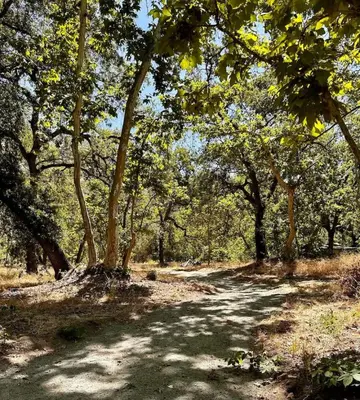 a dirt road in a wooded area with trees at Tranquil Riverfront Studio in Three Rivers