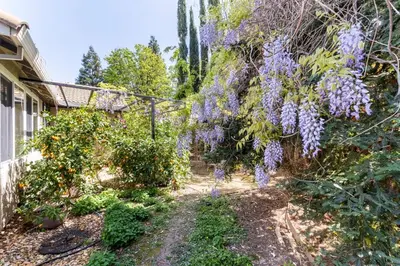 a garden with purple wisterias hanging from a building at Rose Garden in Sacramento
