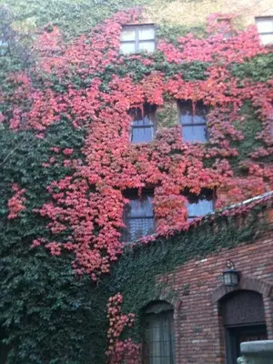 a building with red flowers on the side of it at Boutique Retreat in Wine & Gold Country in Placerville