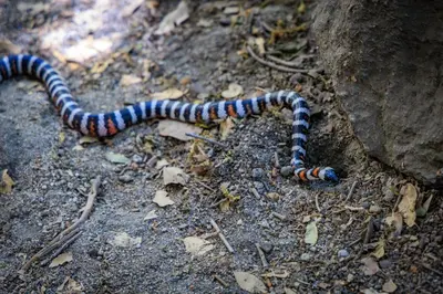 a black and white striped snake on the ground at Mariposa Grove Creekside Retreat - To be featured on STAYCATION on the Destination Channel in 2026! in Fish Camp