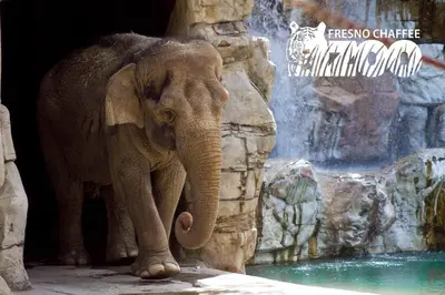an elephant standing in front of a waterfall at Cozy room at la paz in Fresno