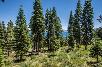 a group of pine trees on a hillside at Big Pine By Hauserman Rentals in Tahoe City