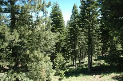 a group of pine trees in a forest at Shean By Hauserman Rentals in Tahoe City