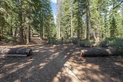 a forest with trees and logs on the ground at Squirrels Nest By Hauserman Rentals in Carnelian Bay